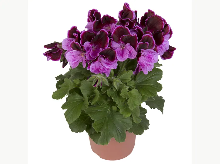 Elegance Judith — Pelargonium Grandiflorum