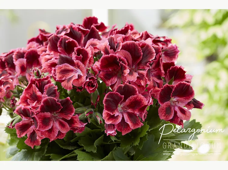 Elegance Kate — Regal Pelargonium