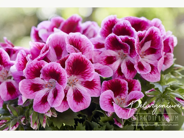 Elegance Loes — Regal Pelargonium