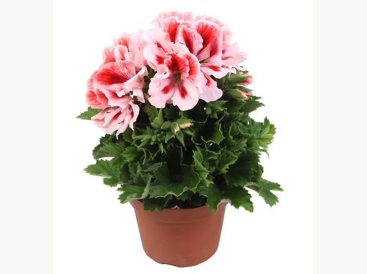 Elegance Mona — Pelargonium Grandiflorum