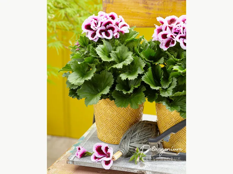 Elegance Patricia — Pelargonium Grandiflorum