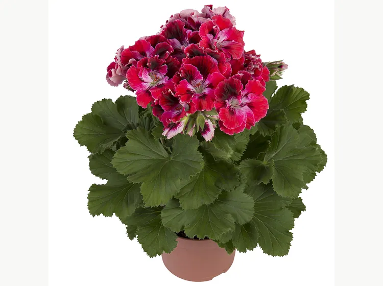 Elegance Red Velvet — Pelargonium Grandiflorum