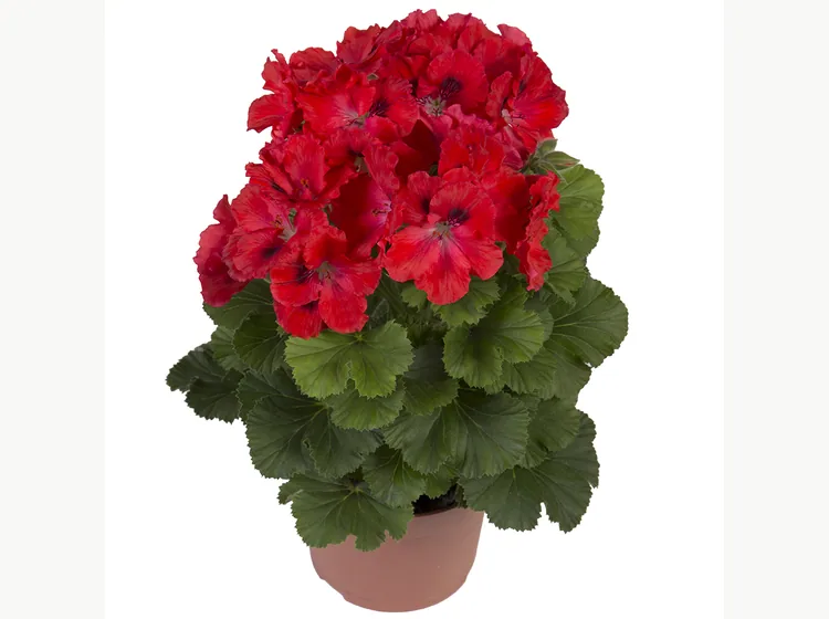 Elegance Rosanna — Pelargonium Grandiflorum