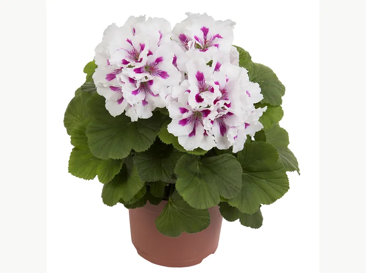 Elegance Royalty White — Regal Pelargonium