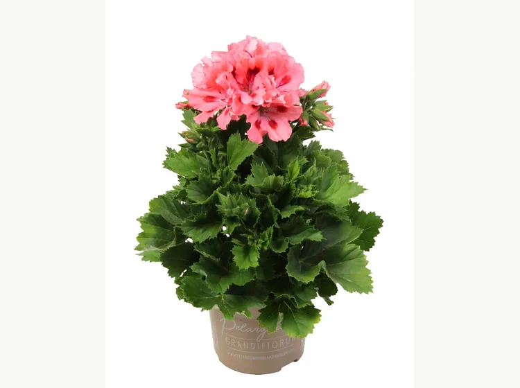 Elegance Shannen — Regal Pelargonium