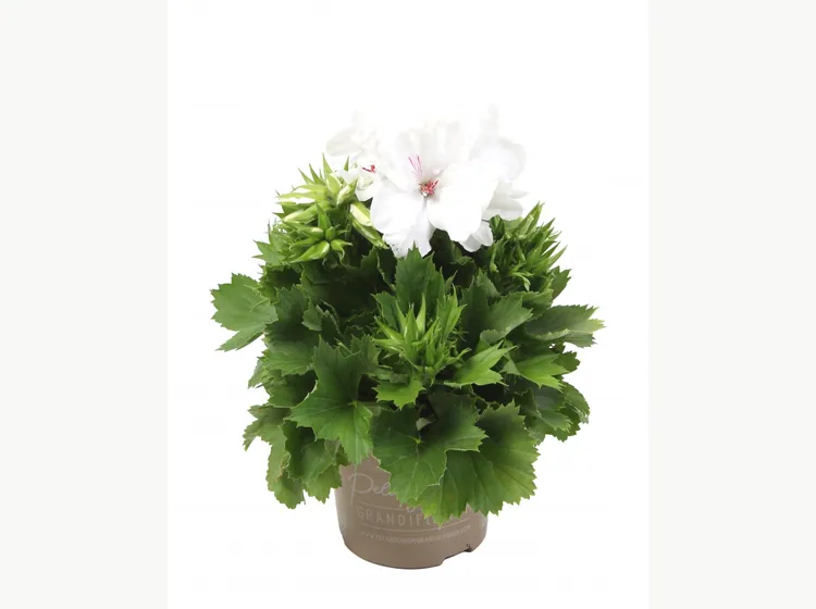 Elegance Snow — Regal Pelargonium