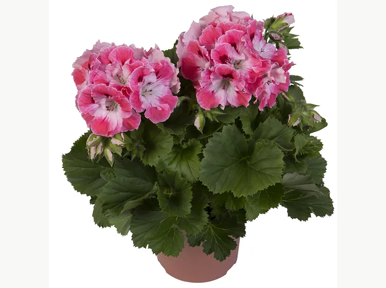Elegance Sunrise — Regal Pelargonium