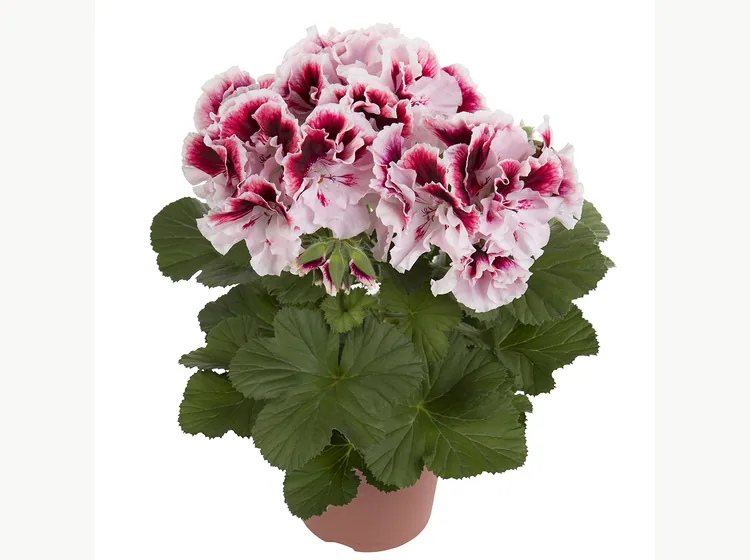 Elegance Tony — Regal Pelargonium