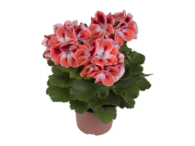 Manderin — Pelargonium Grandiflorum