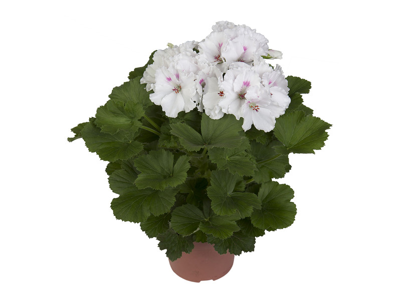 Mona Lisa White — Pelargonium Grandiflorum