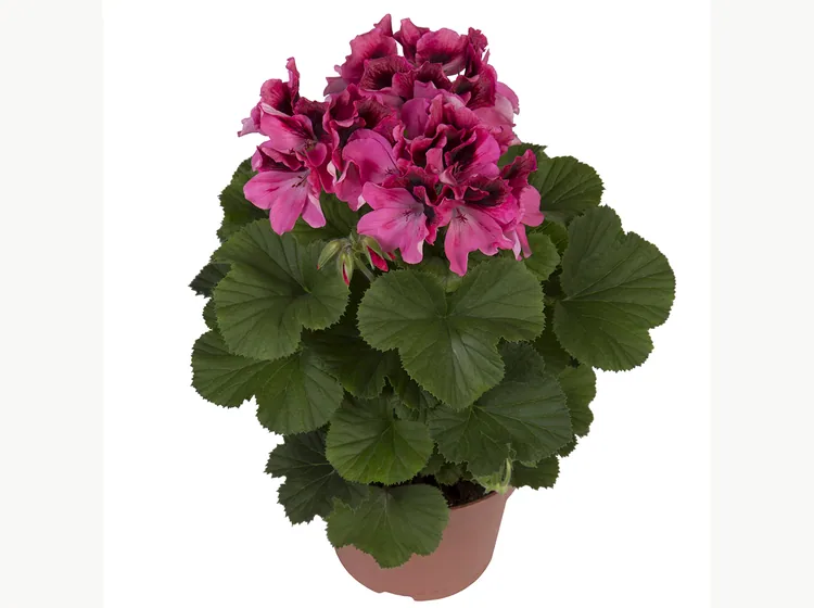 Regalia Pink — Pelargonium Grandiflorum