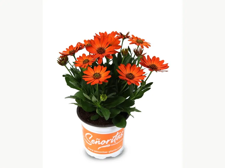 Señorita Alexia — Señoritas® Osteospermum