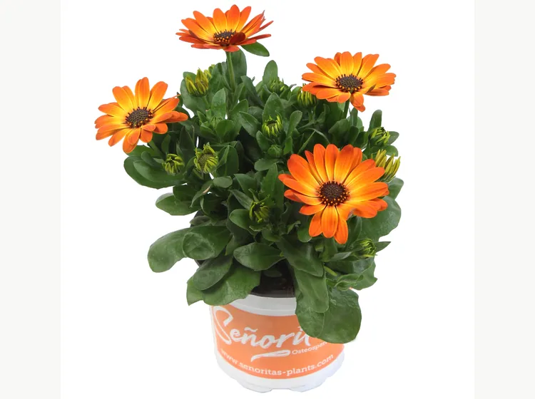 Señorita Amalia — Señoritas® Osteospermum