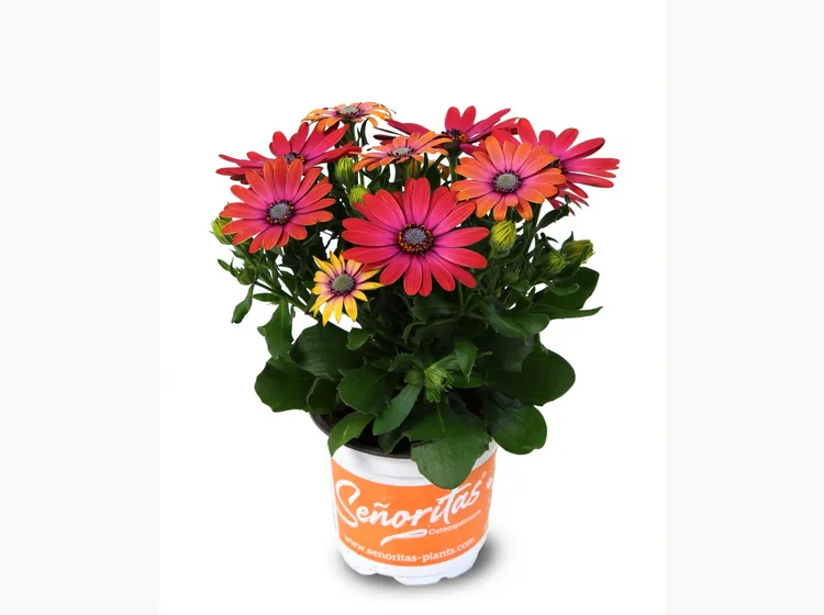 Señorita Andreea — Señoritas® Osteospermum