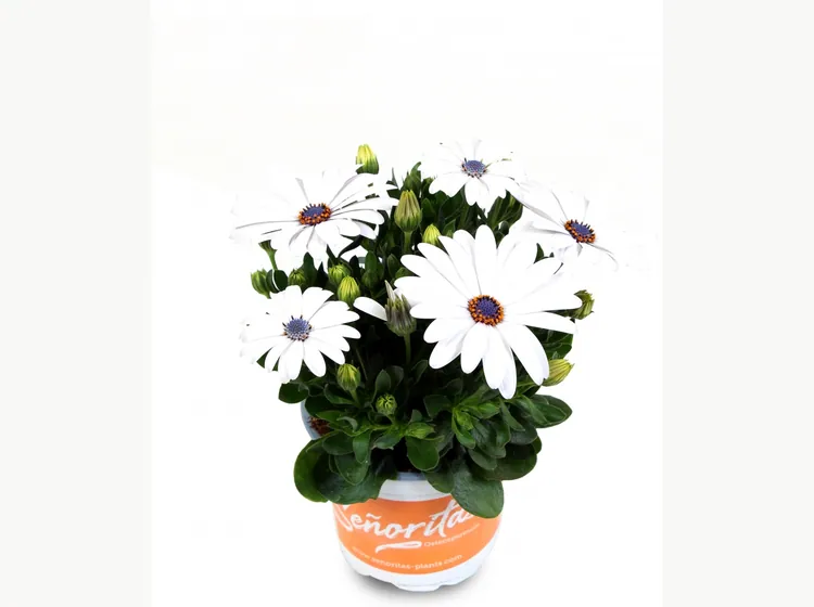 Señorita Blanca — Señoritas® Osteospermum