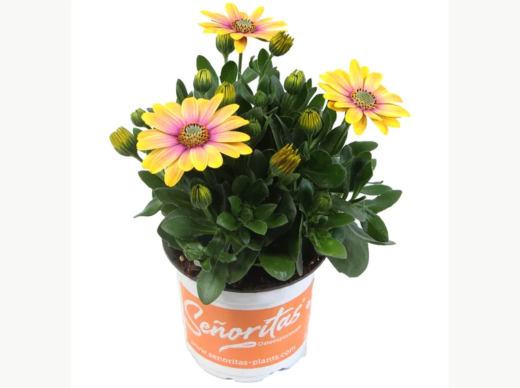 Señorita Bonita — Señoritas® Osteospermum