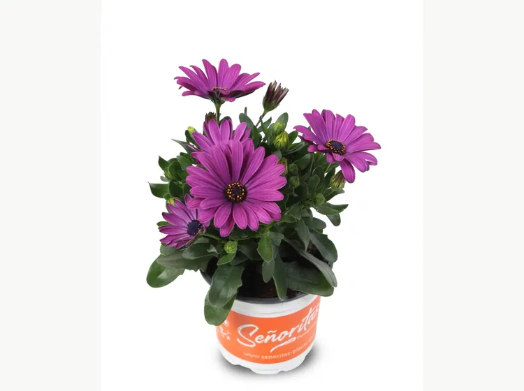 Señorita Carla — Señoritas® Osteospermum