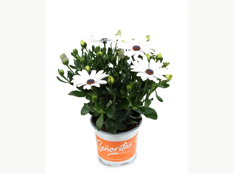 Señorita Christina — Señoritas® Osteospermum