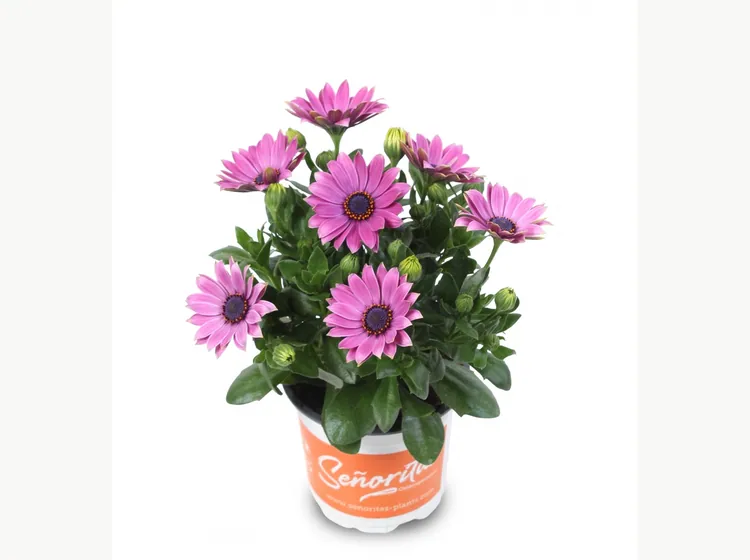 Señorita Davina — Señoritas® Osteospermum