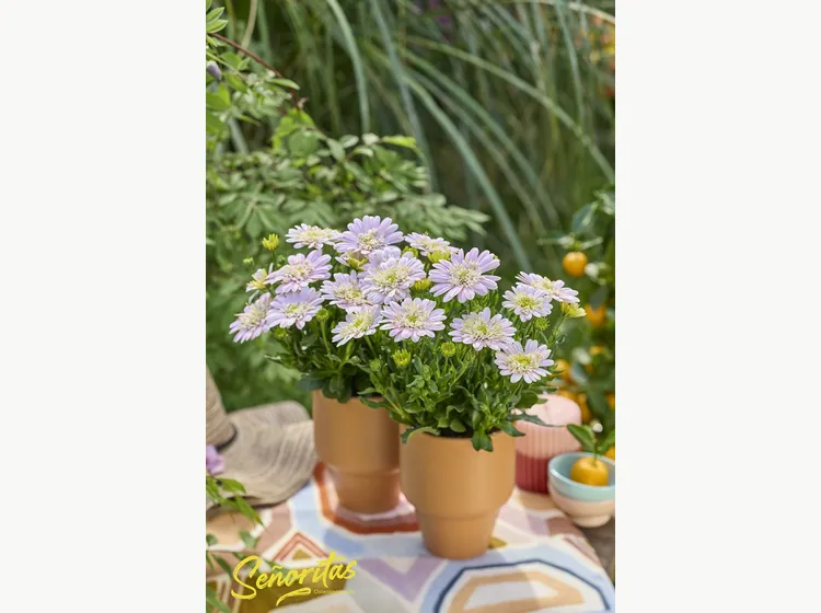 Señorita Double Lovely Pink — Señoritas® Osteospermum