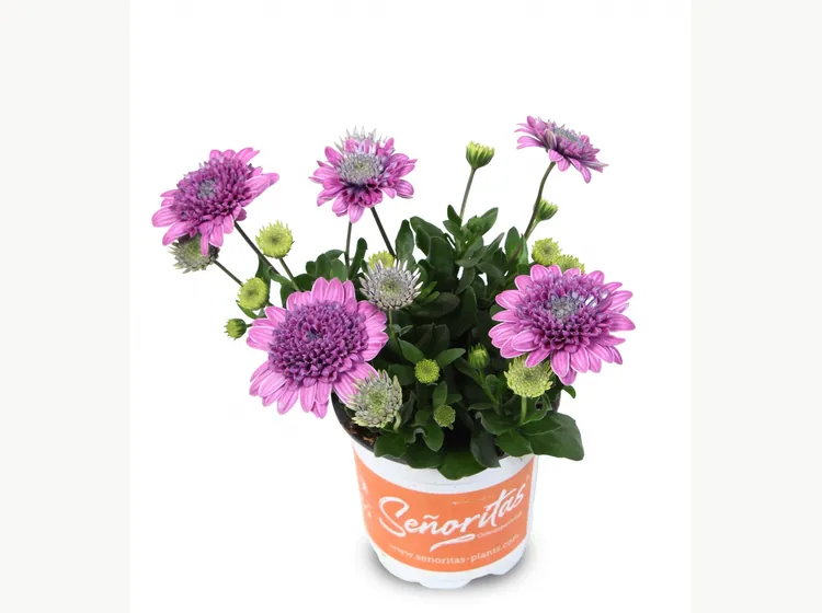 Señorita Double Pink — Señoritas® Osteospermum