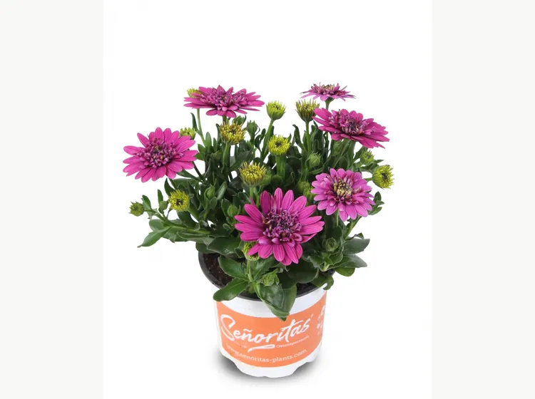 Señorita Double Violet — Señoritas® Osteospermum