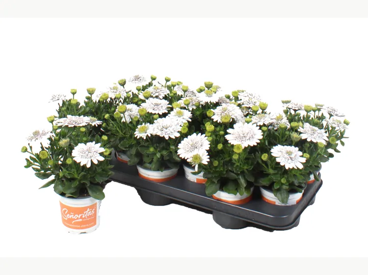 Señorita Double White — Señoritas® Osteospermum