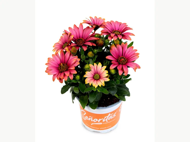 Señorita Havilah — Señoritas® Osteospermum