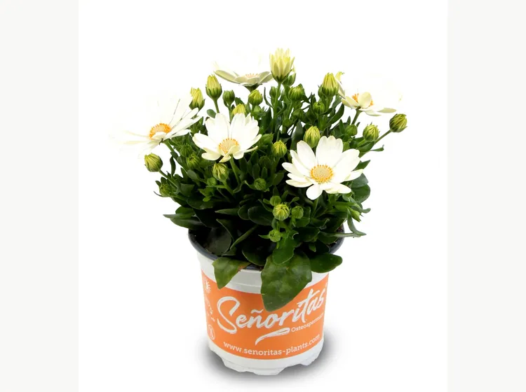 Señorita Isabella — Señoritas® Osteospermum