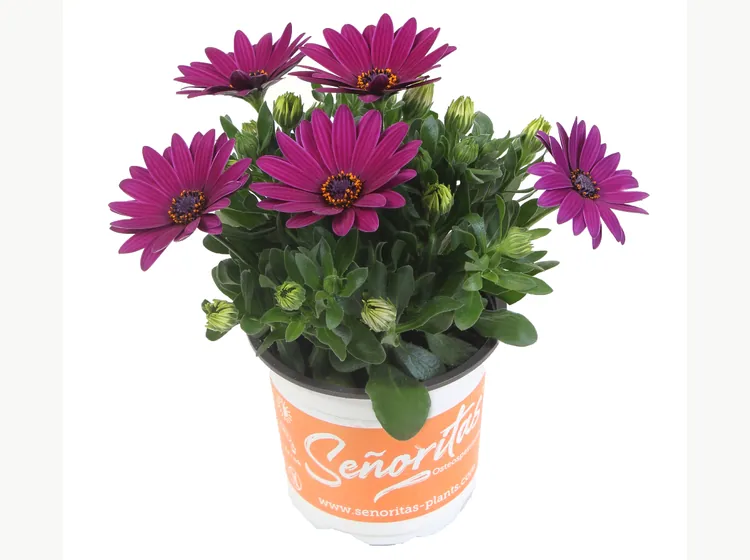 Señorita Jutta — Señoritas® Osteospermum