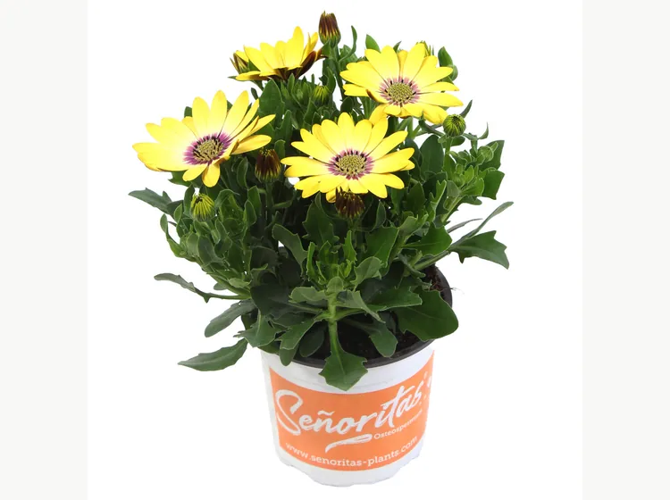 Señorita Kiki — Señoritas® Osteospermum