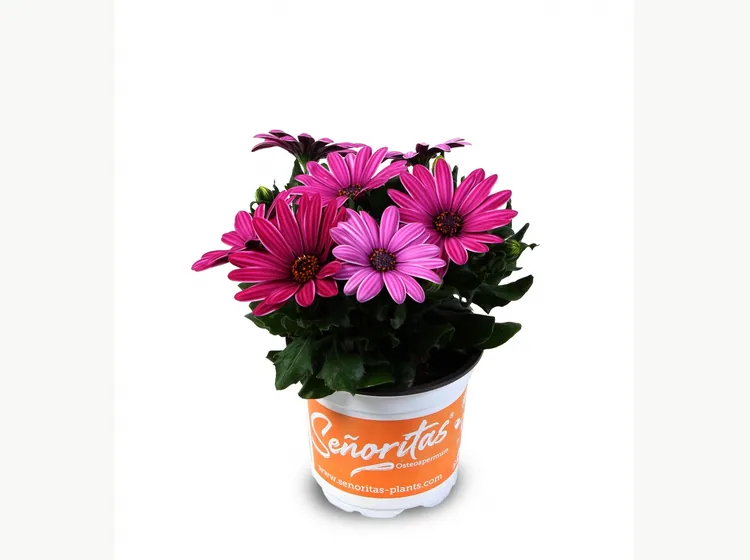 Señorita Lia — Señoritas® Osteospermum