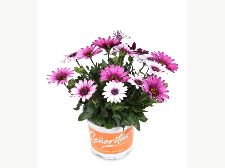 Señorita Linda — Señoritas® Osteospermum