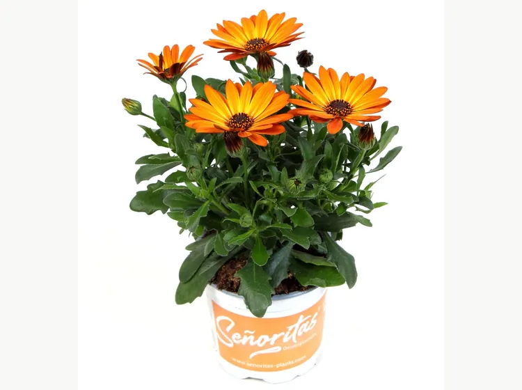 Señorita Lucia — Señoritas® Osteospermum