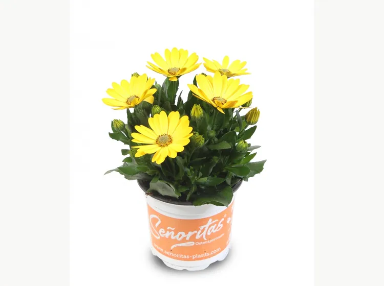 Señorita Marie — Señoritas® Osteospermum