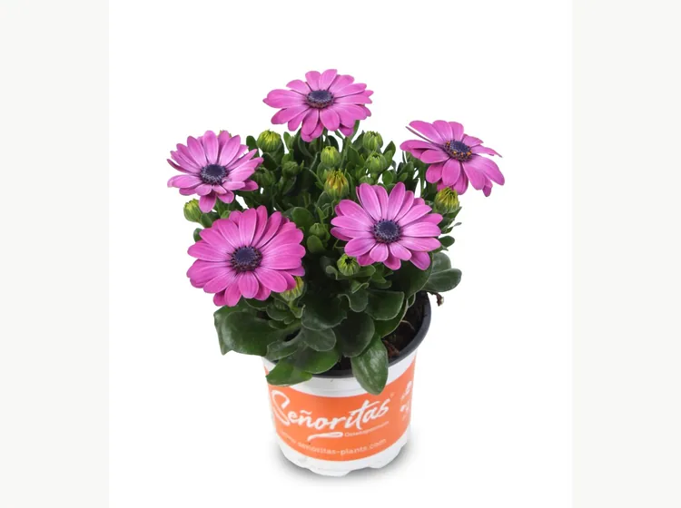 Señorita Mila — Señoritas® Osteospermum