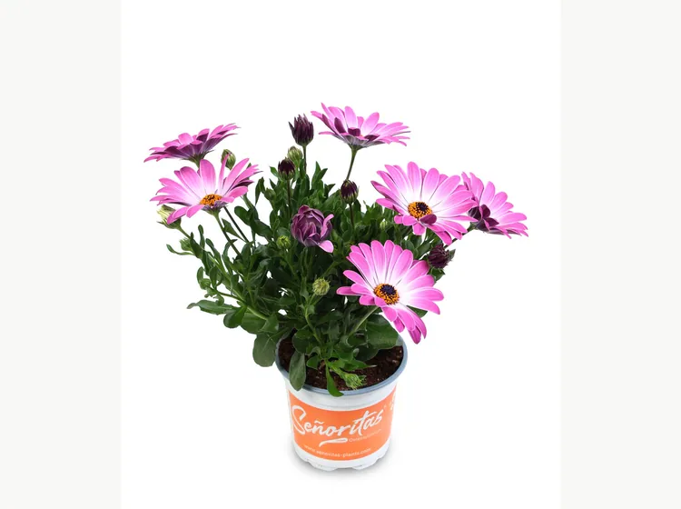 Señorita Monica — Señoritas® Osteospermum