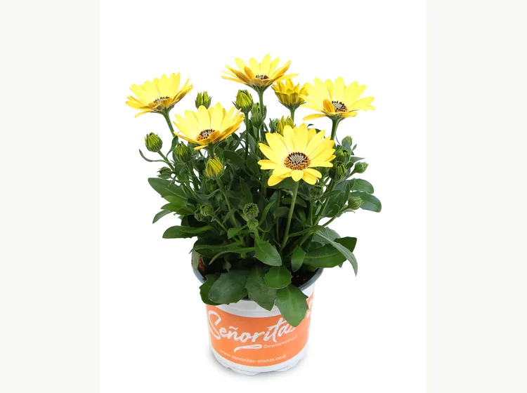 Señorita Nina — Señoritas® Osteospermum