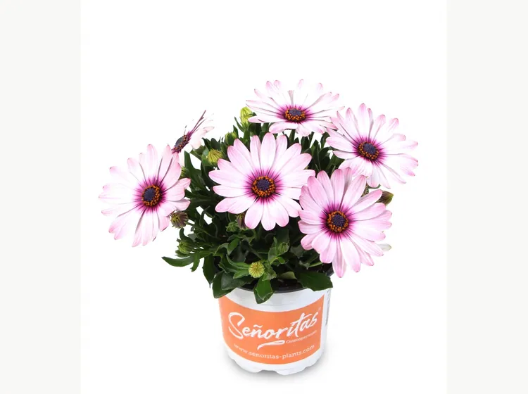 Señorita Quinty — Señoritas® Osteospermum