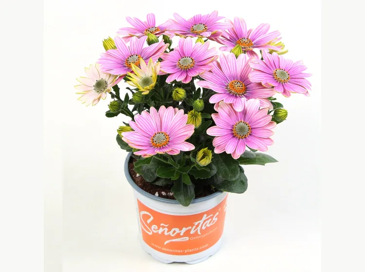 Señorita Rosita — Señoritas® Osteospermum