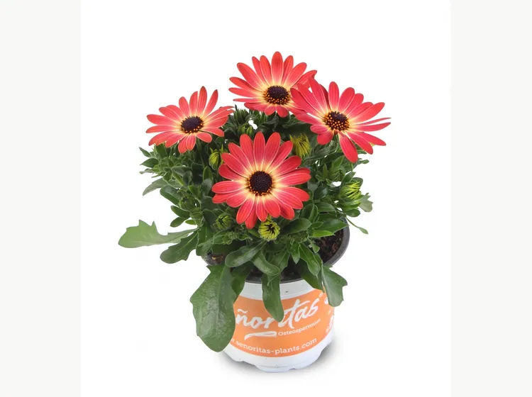 Señorita Sevilla — Señoritas® Osteospermum