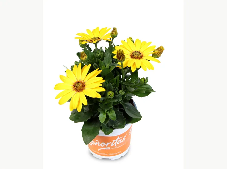 Señorita Solana — Señoritas® Osteospermum