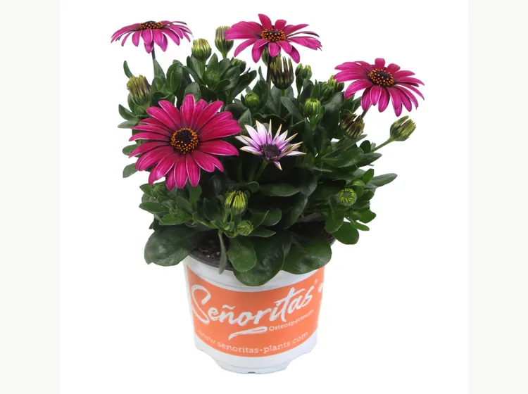 Señorita Tanja — Señoritas® Osteospermum