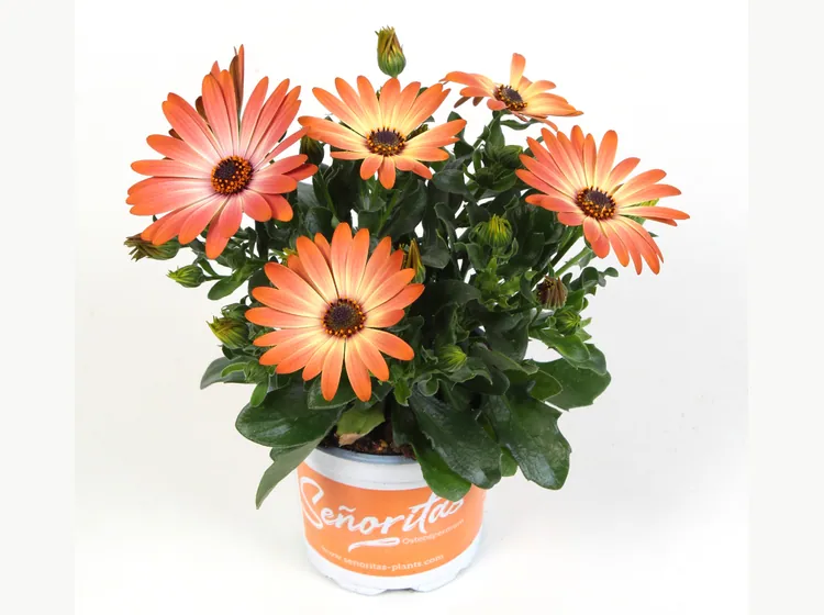 Señorita Valencia — Señoritas® Osteospermum