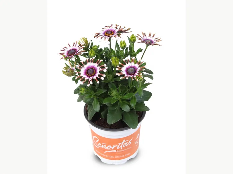 Señorita White Spoon — Señoritas® Osteospermum