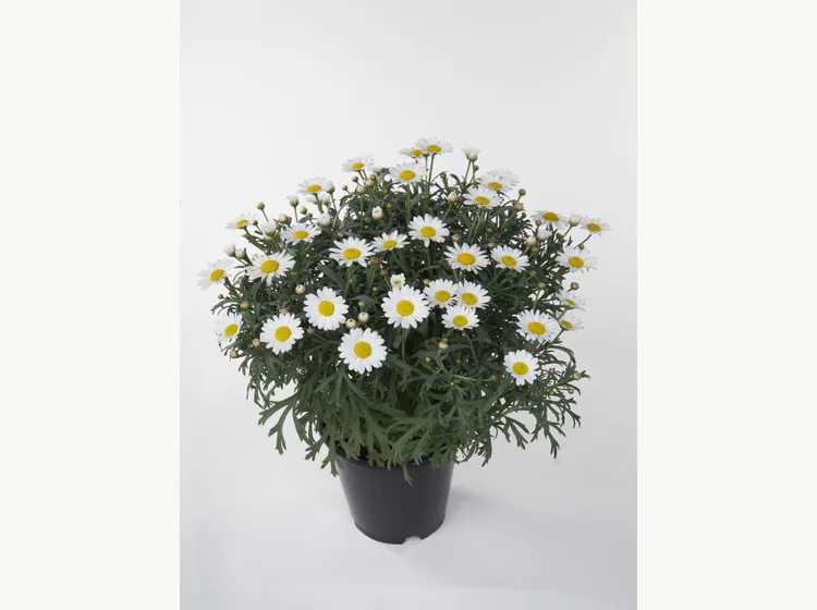 Huisink — Simba® Argyranthemum
