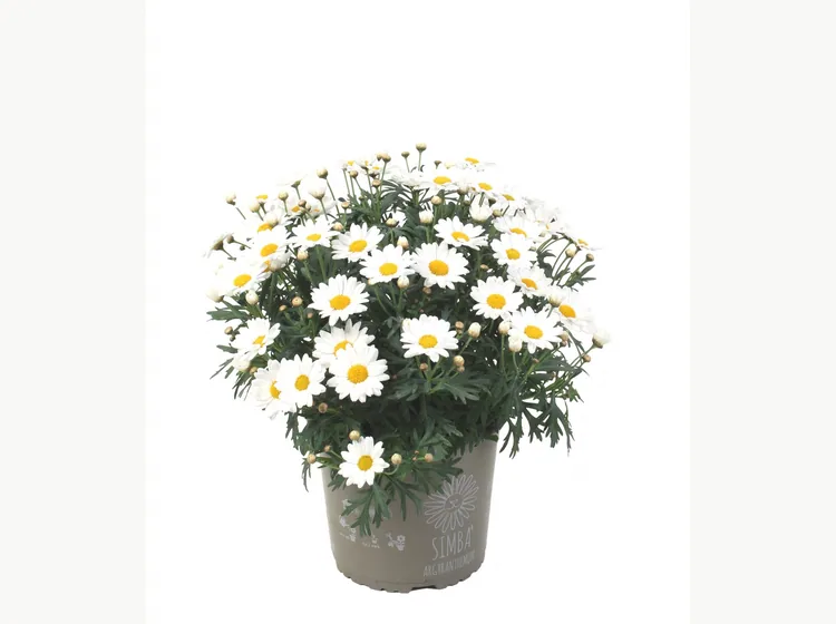 Simba Bright White — Simba® Argyranthemum