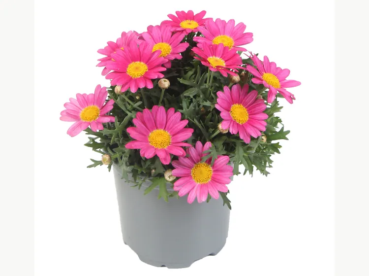 Simba Dark Pink — Simba® Argyranthemum