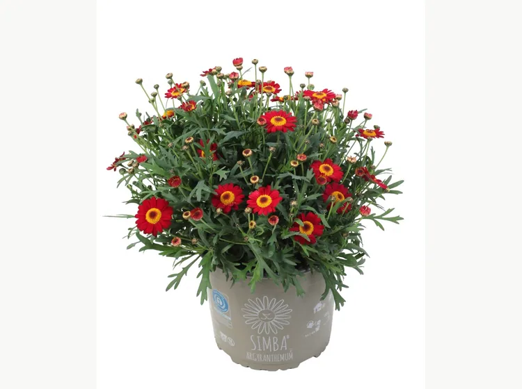 Simba Dark Red — Simba® Argyranthemum