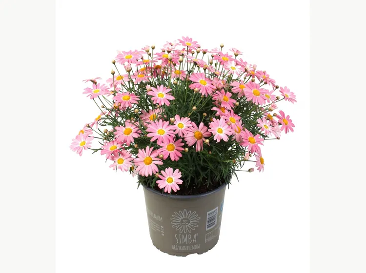 Simba Peachy Pink — Simba® Argyranthemum